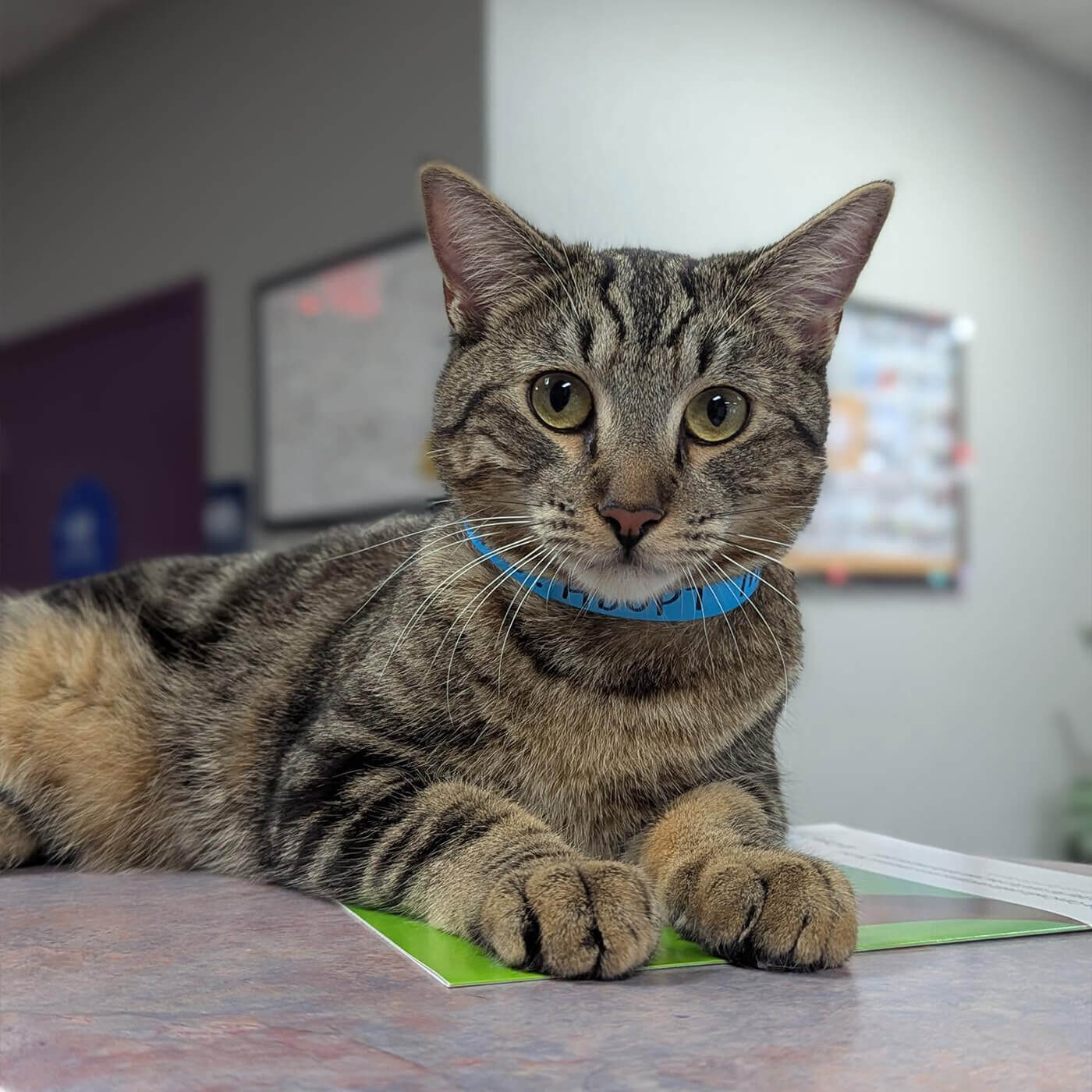 striped cat with blue collar sitting on countertop