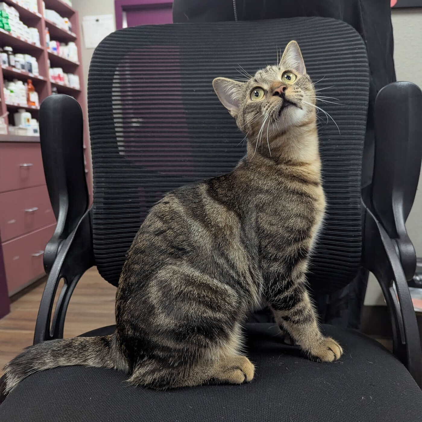 striped cat sitting on a black office chair
