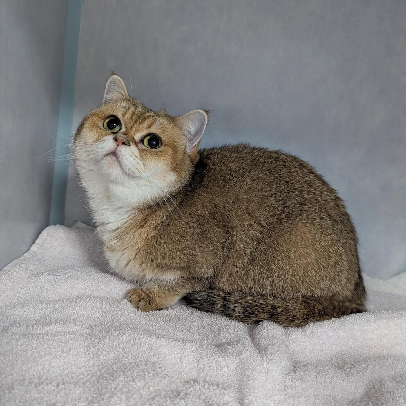 brown cat sitting on white towel