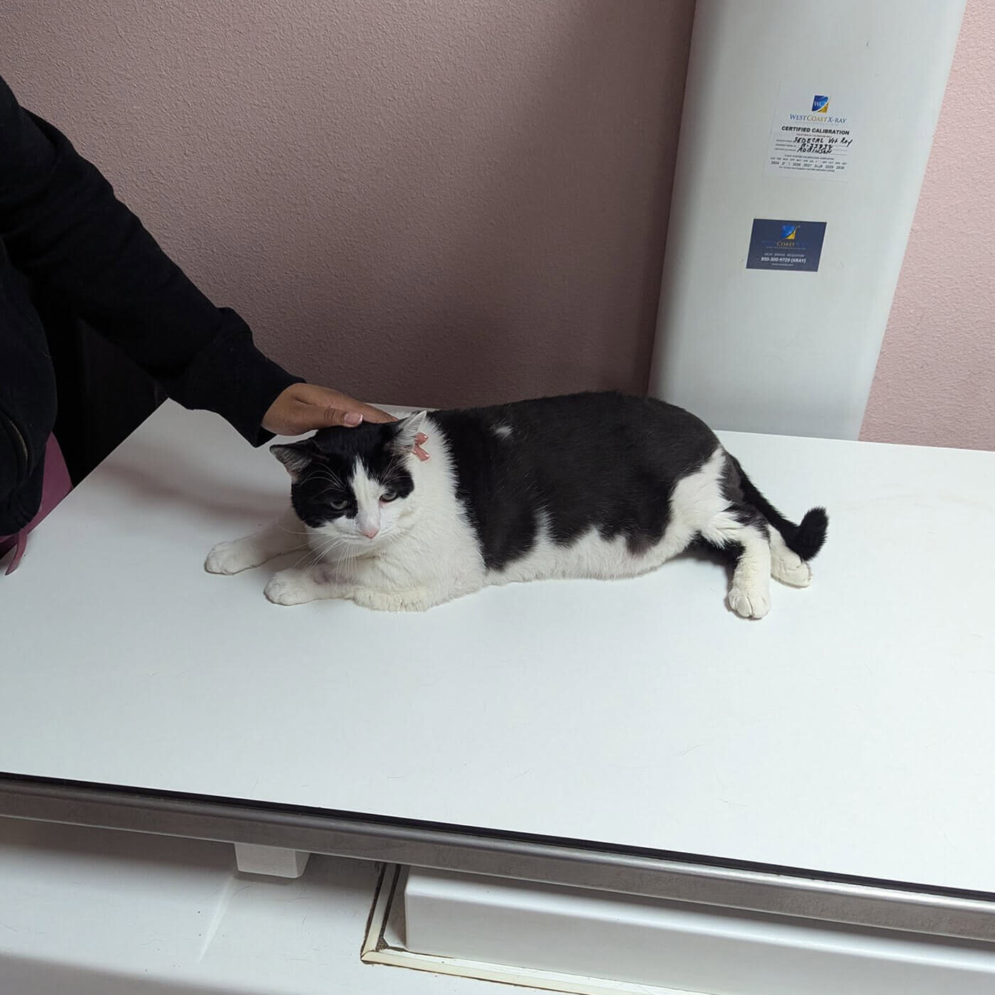 cat laying on xray table