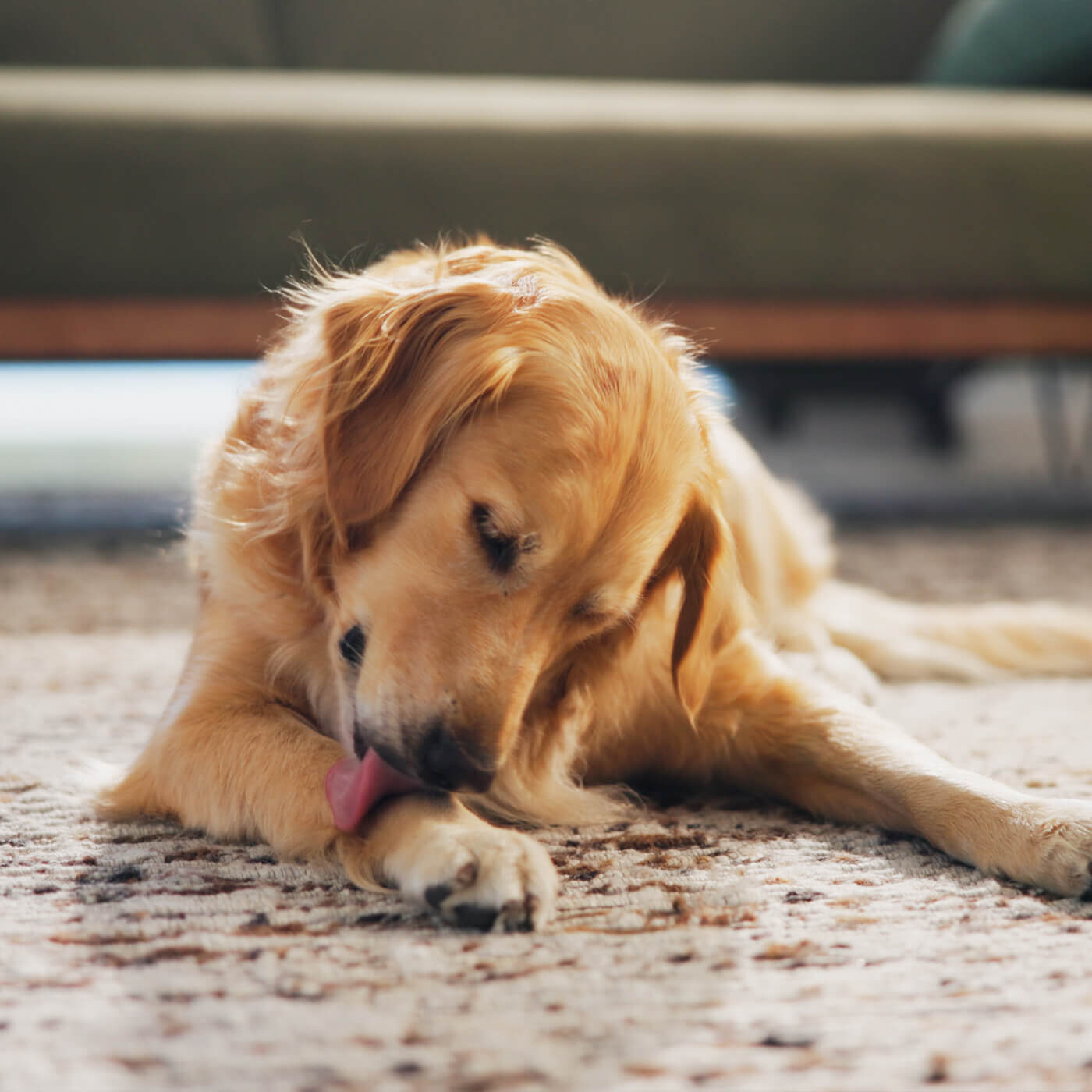 golden retriever licking his paw