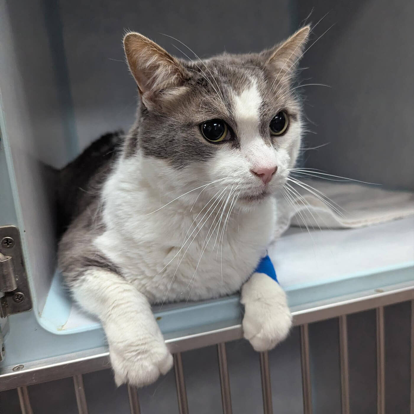 gray and white cat sitting in kennel