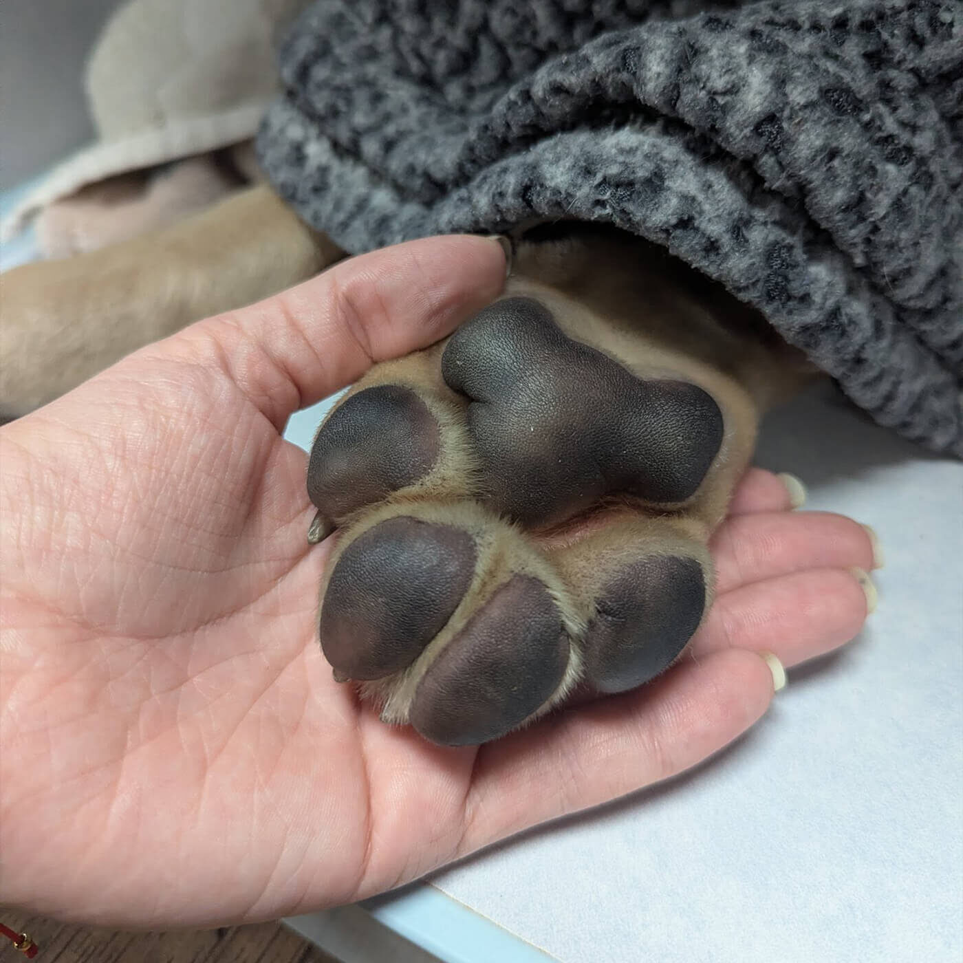 vet staff holding dog paw in their hand