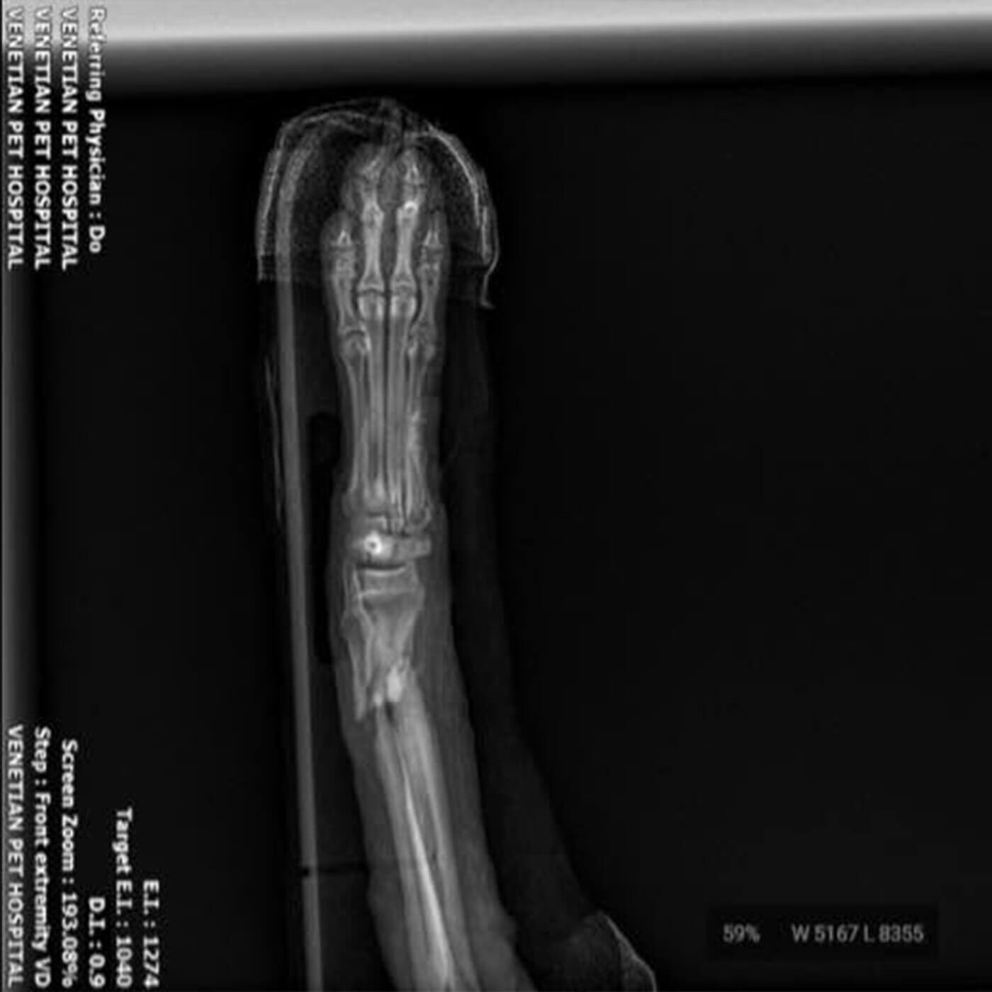 xray of a broken dog leg
