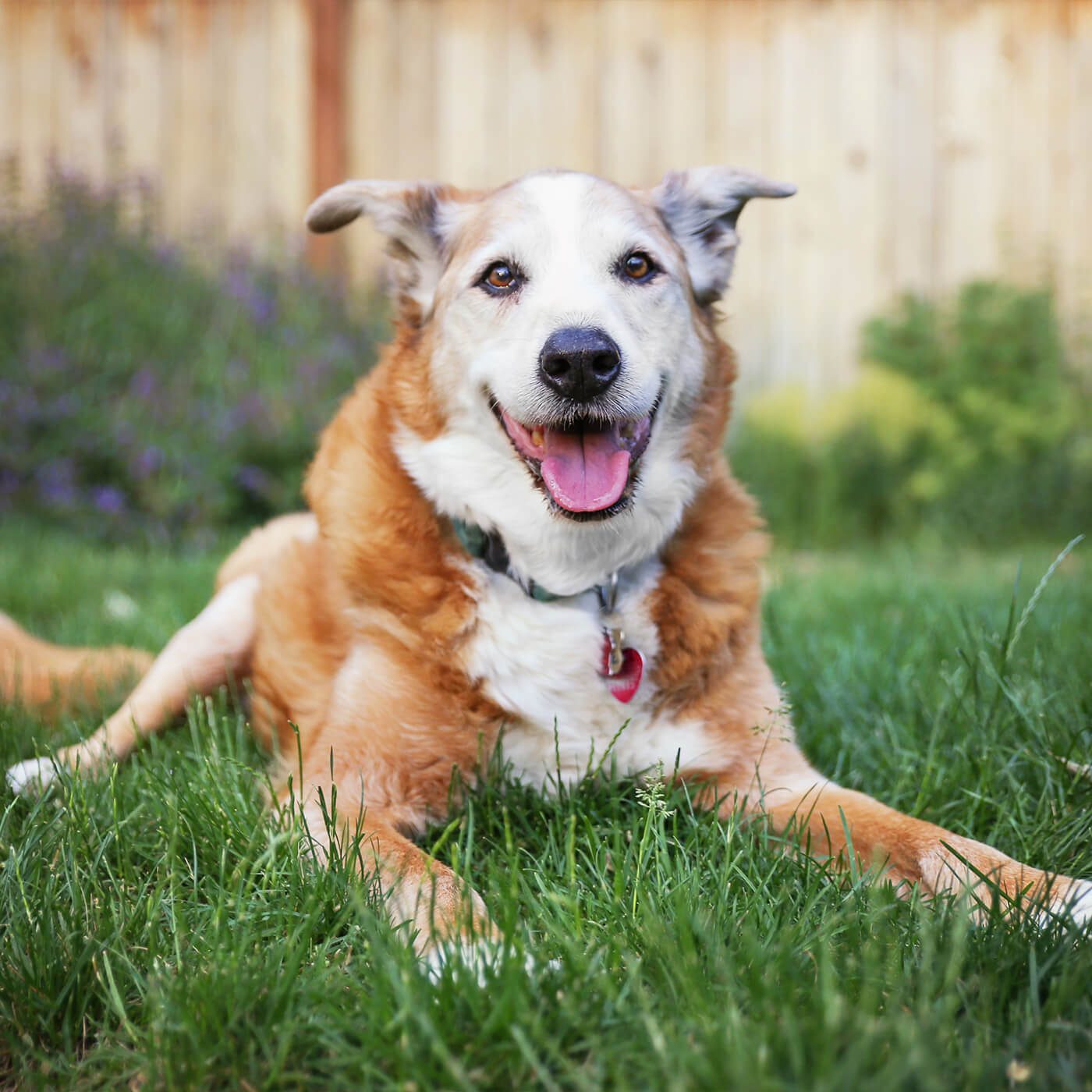 old brown and white dog laying in grass