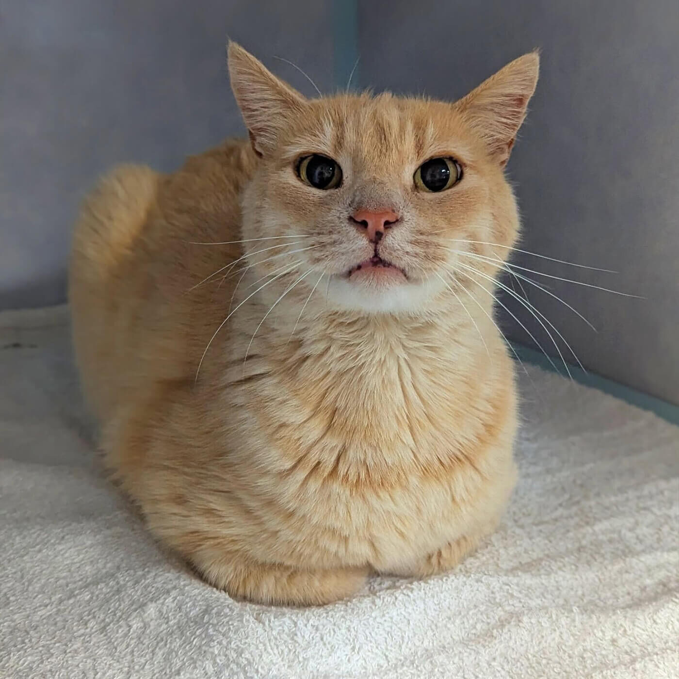 orange cat laying inside kennel on towel