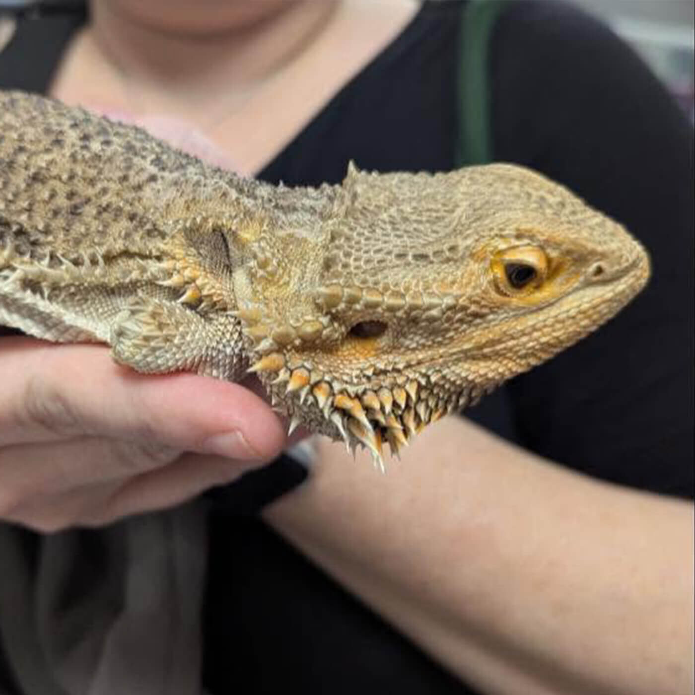 woman holding pet lizard