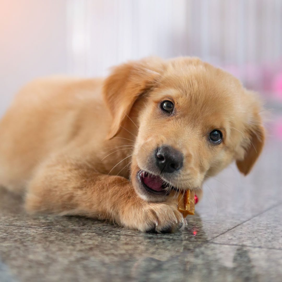 golden retriever puppy chewing on dental chew treat