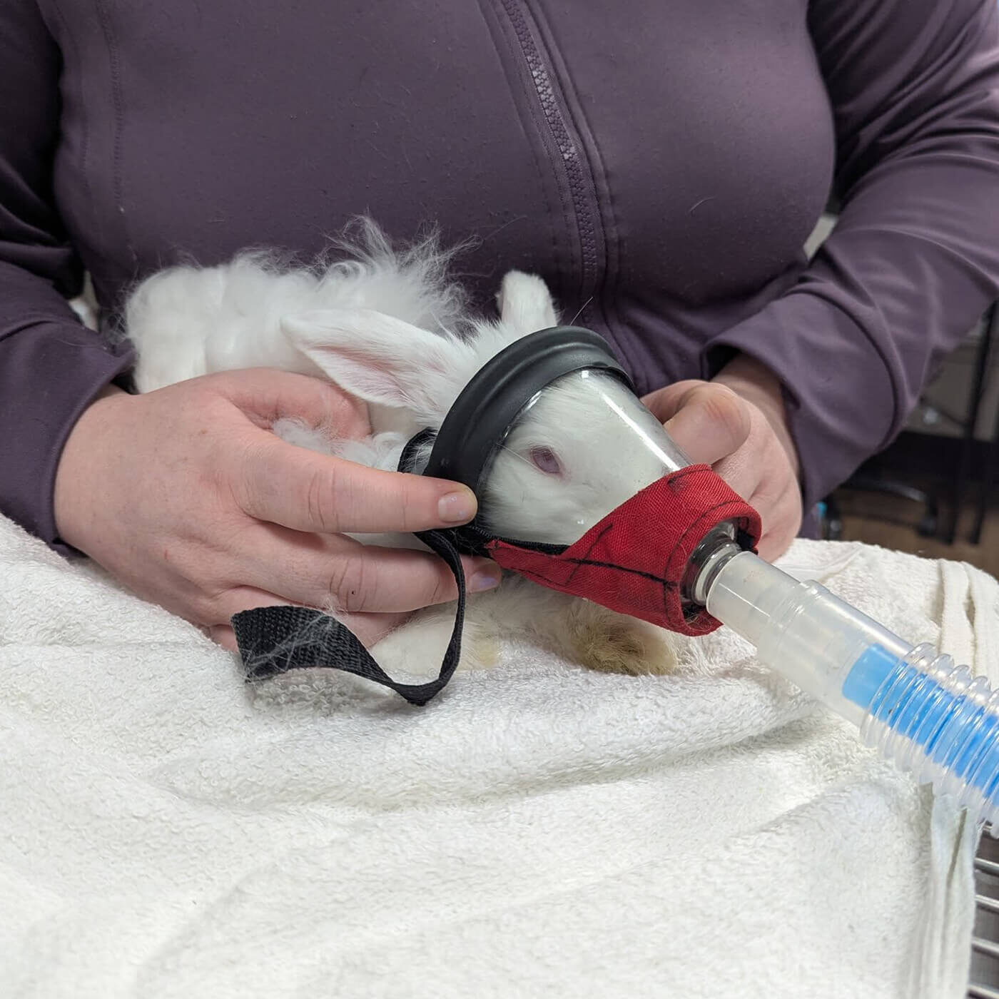 rabbit getting anesthesia pre surgery