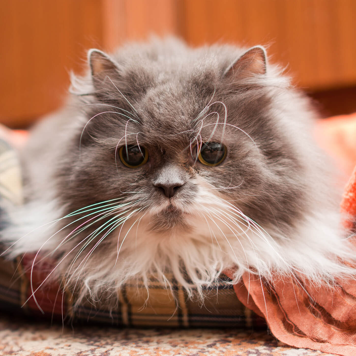 fluffy senior cat sitting on blanket