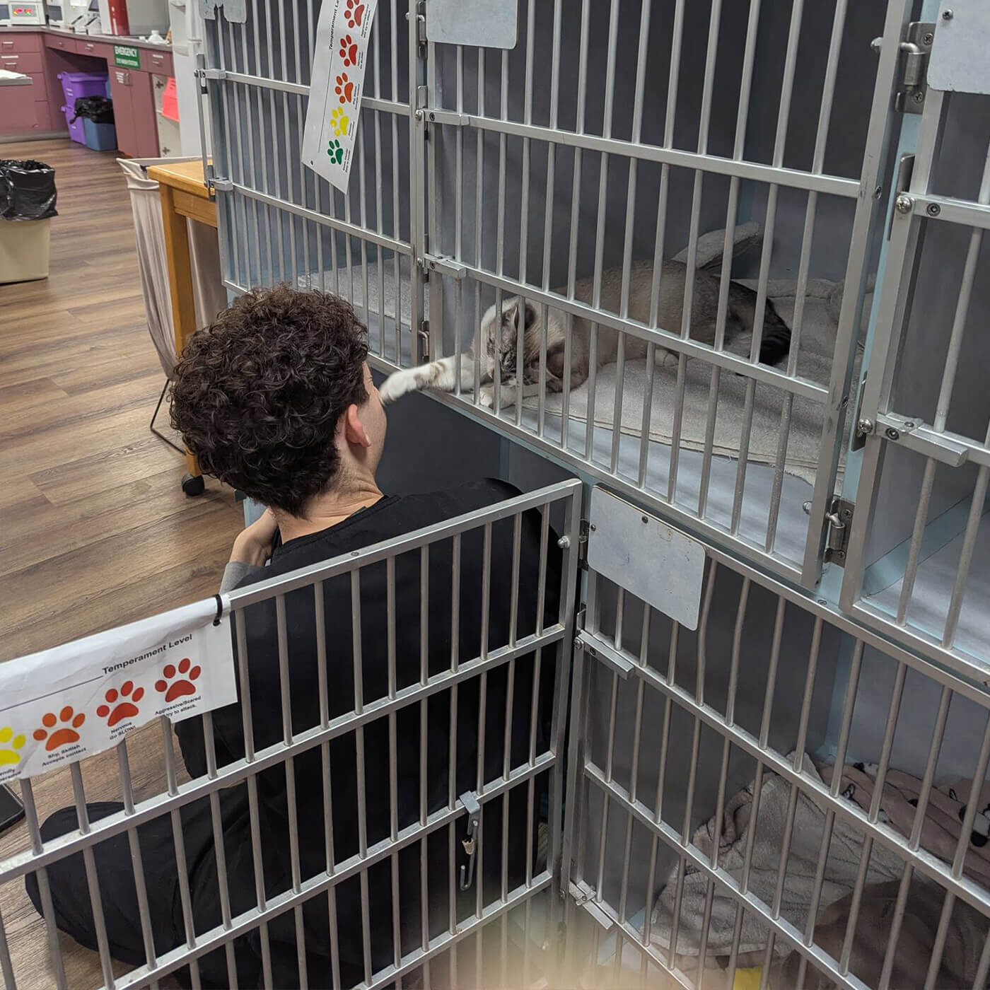 vet staff member sitting beside kennel touching cat