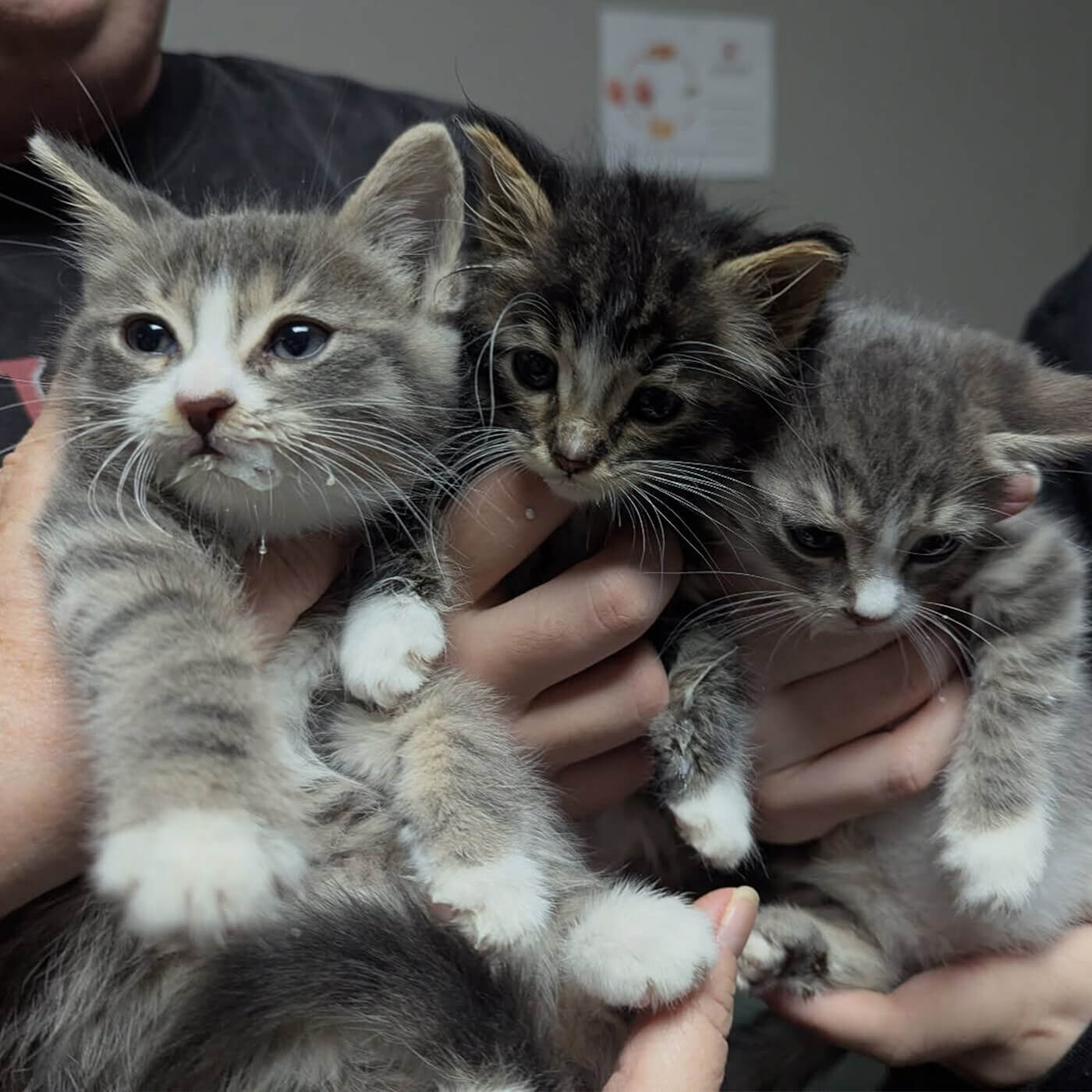 vet staff holding three gray kittens