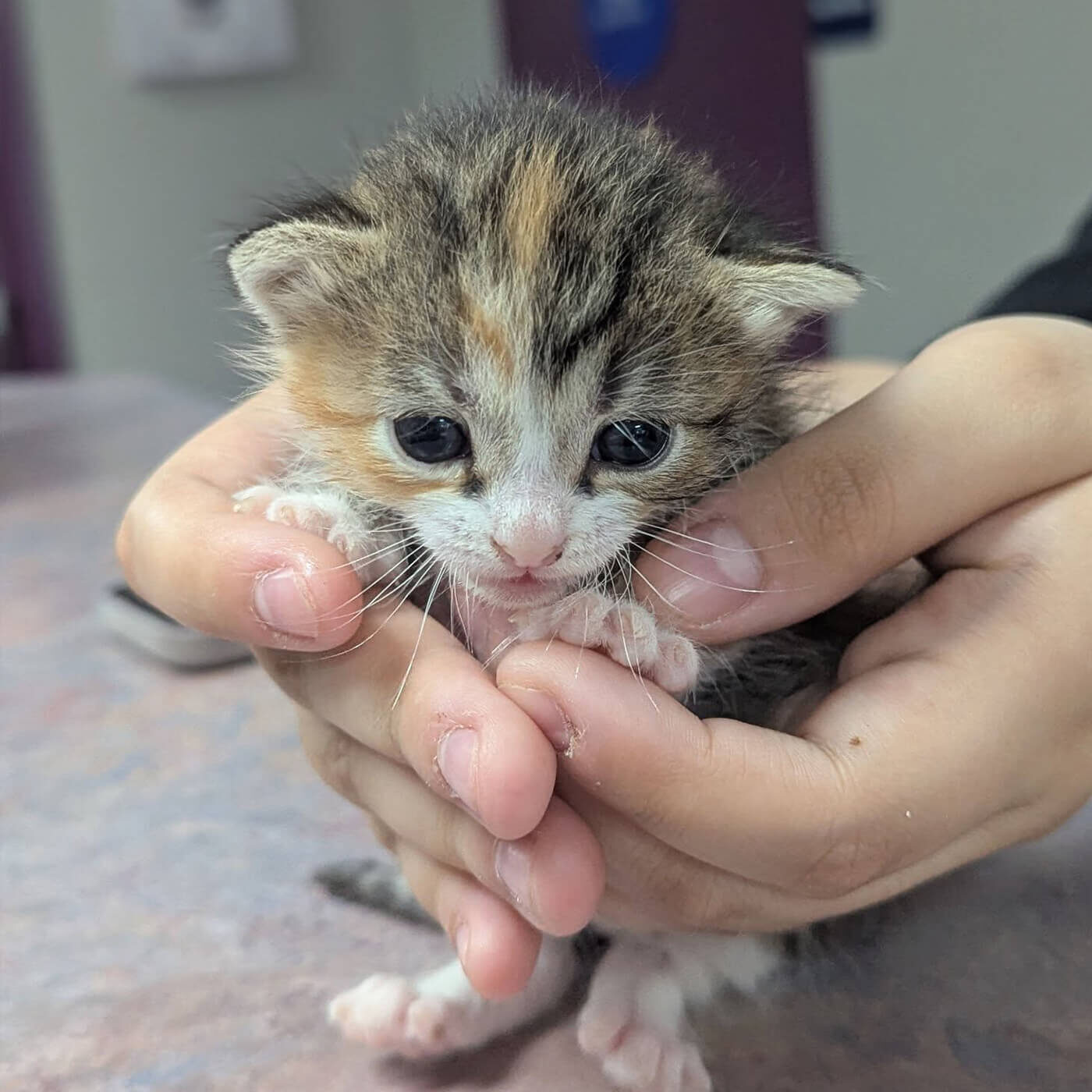 tiny brown and white kitten