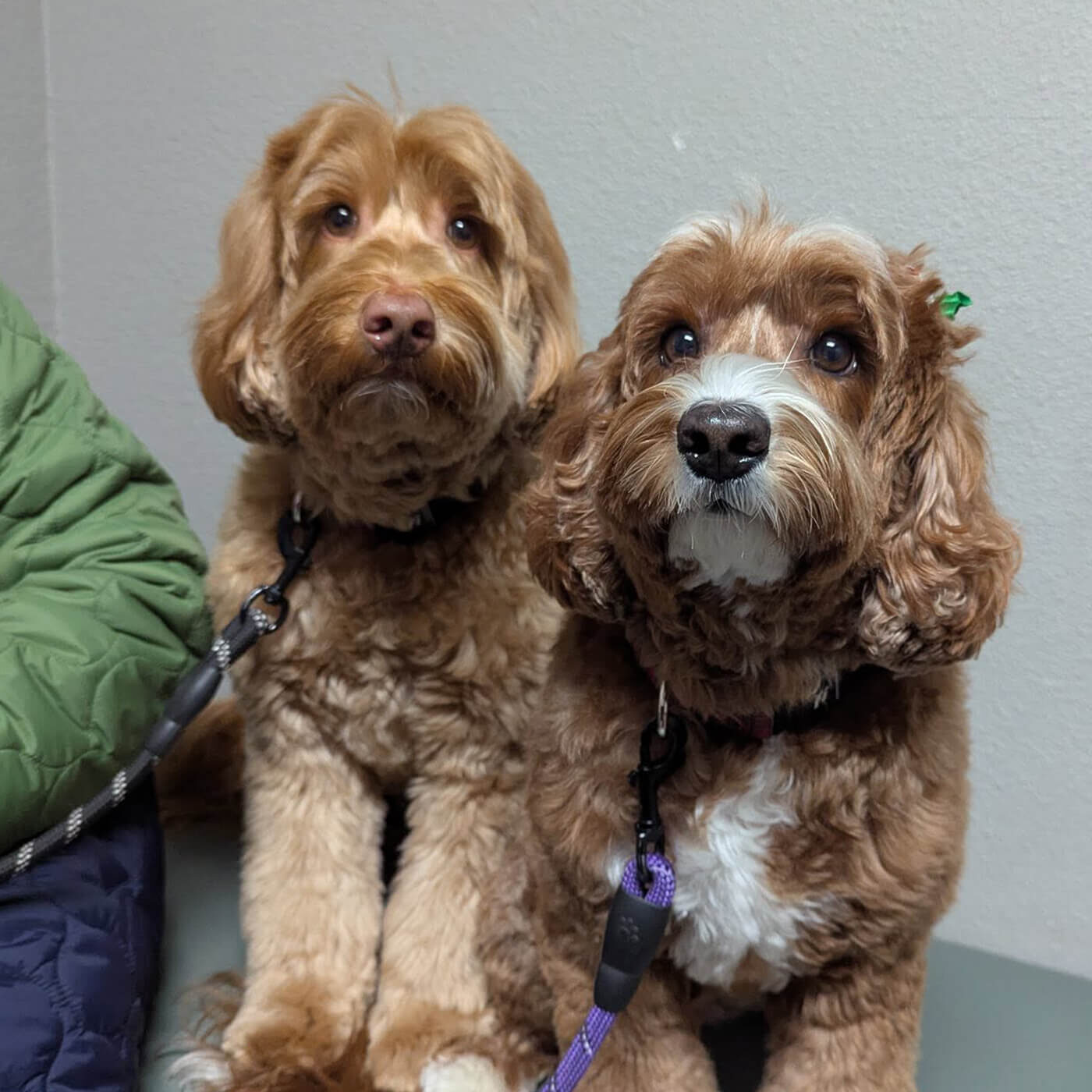 two brown dogs sitting together near owner