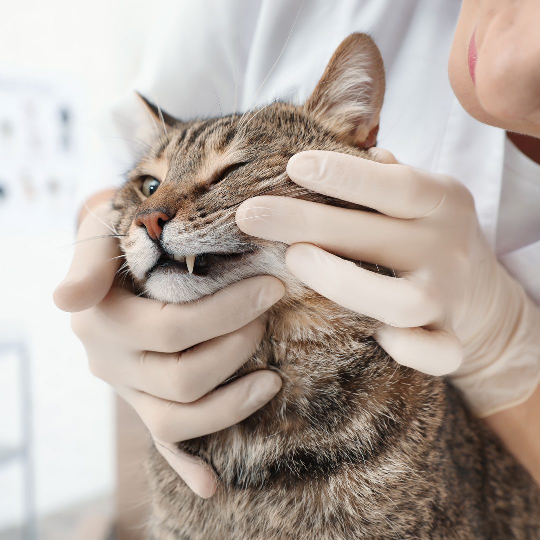 female veterinarian checking a brown tabby cat's teeth