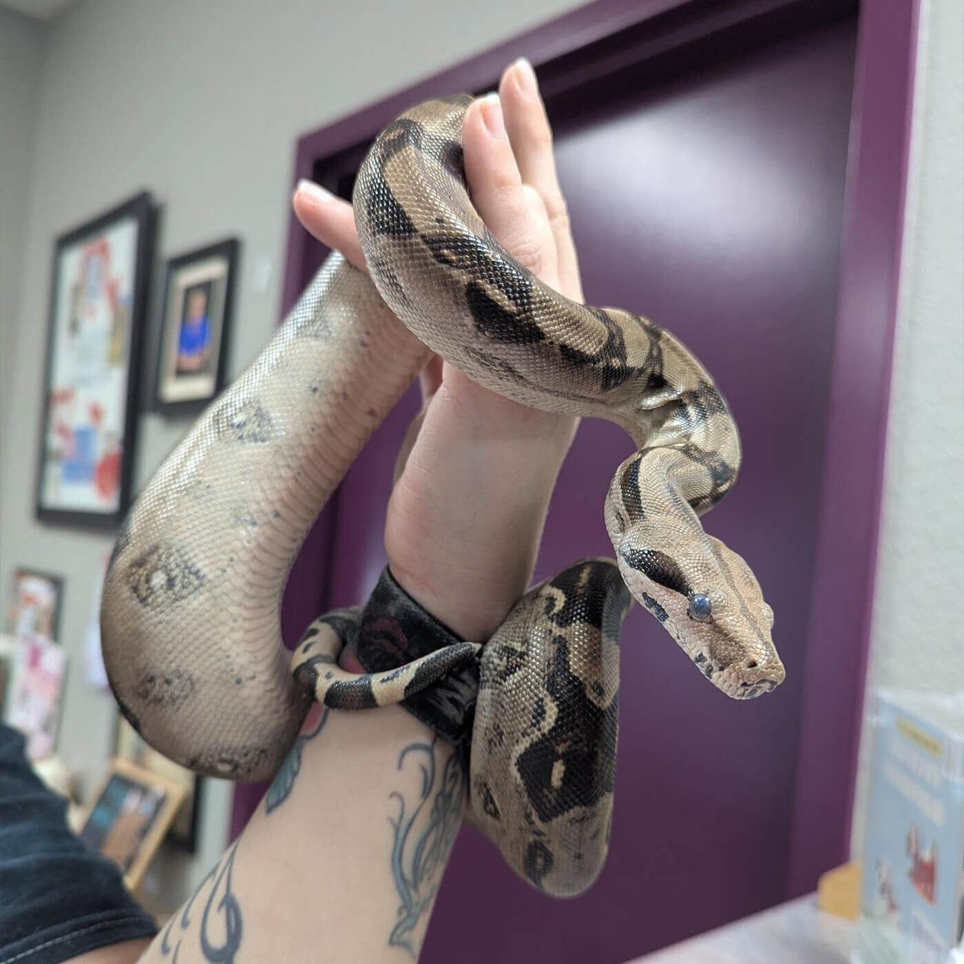 closeup of a vet holding s pet snake